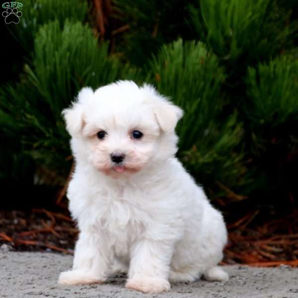 Buddy, Maltese Puppy
