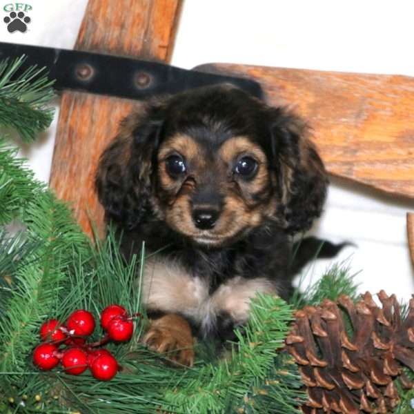 Buddy, Cavalier King Charles Mix Puppy