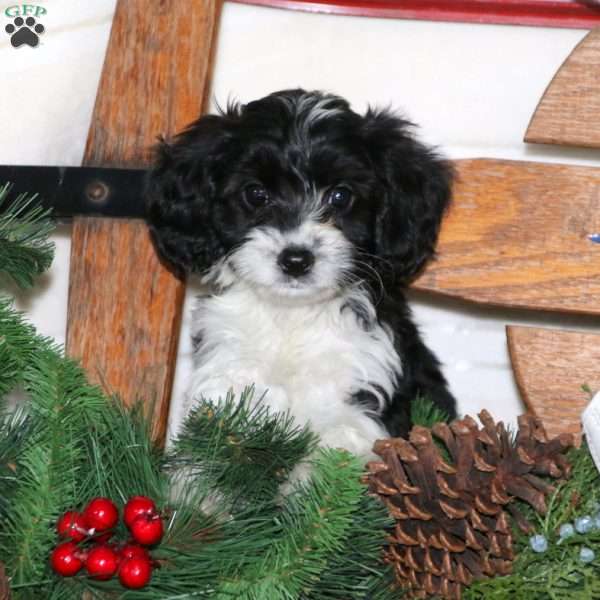 Buff, Cavalier King Charles Mix Puppy