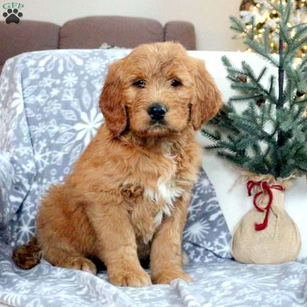 Buster, Goldendoodle Puppy