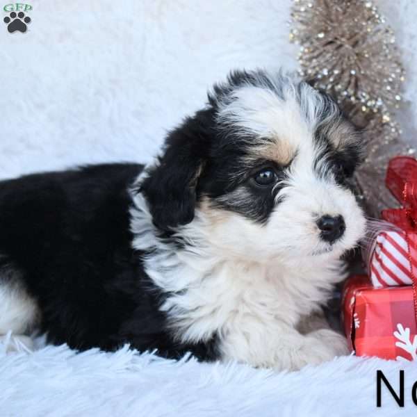 Noel, Mini Aussiedoodle Puppy