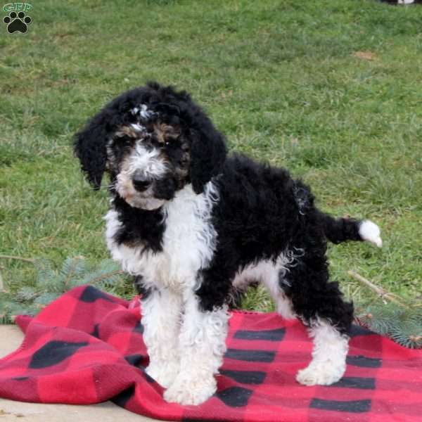 Candace, Standard Poodle Puppy