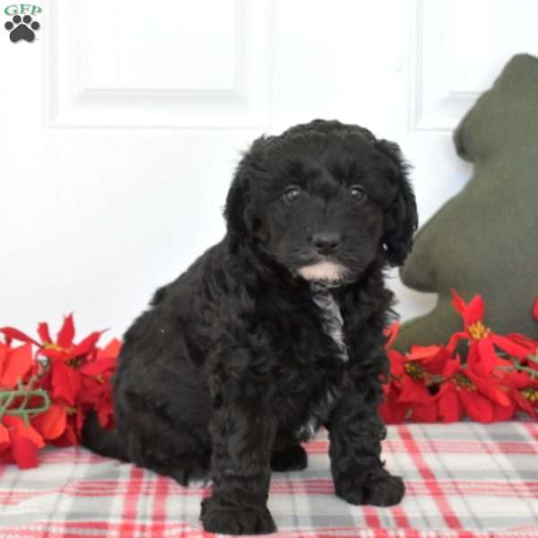 Candy, Mini Labradoodle Puppy