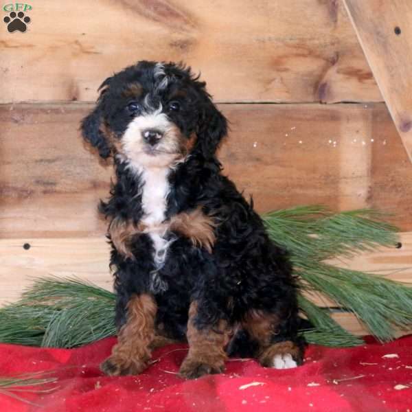 Candy, Bernedoodle Puppy