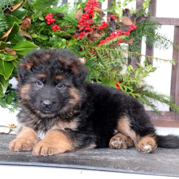 Captain, German Shepherd Puppy