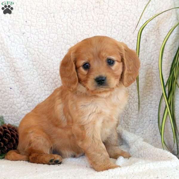 Carmen, Miniature Golden Retriever Puppy