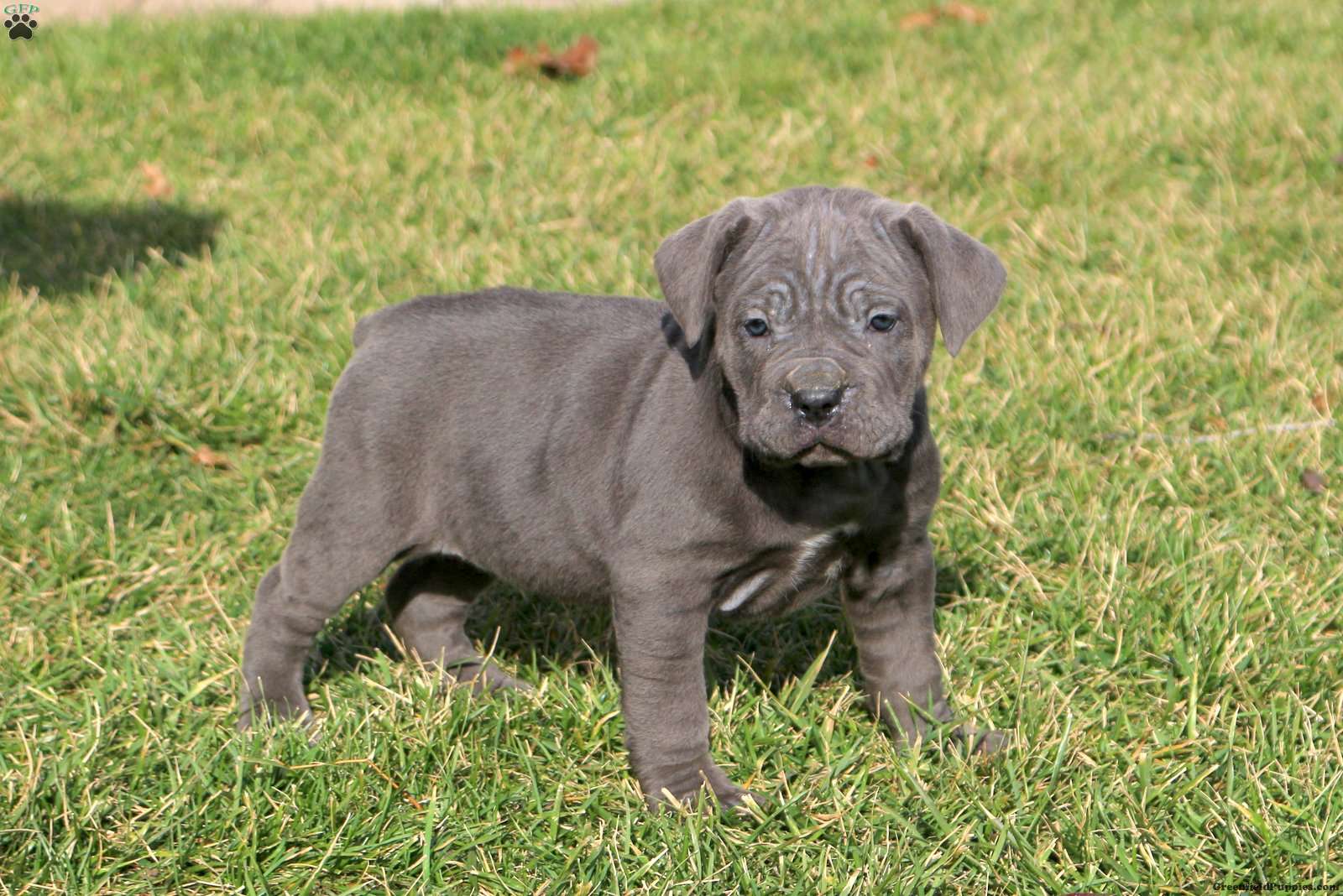 Carson - Cane Corso Puppy For Sale in Pennsylvania