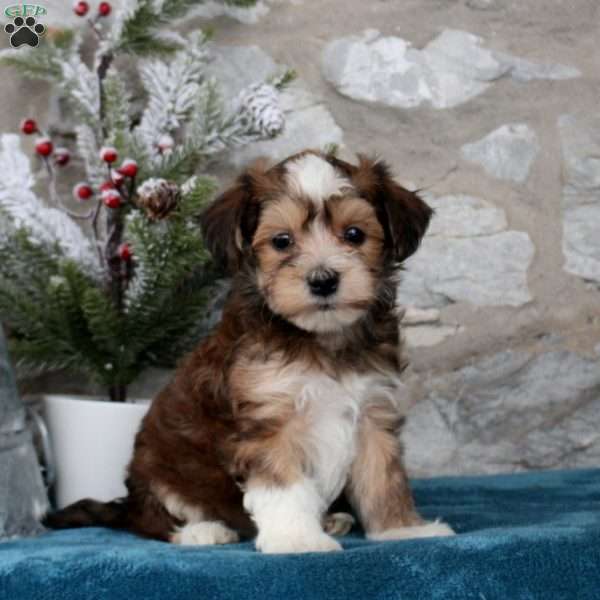 Carter, Havanese Puppy