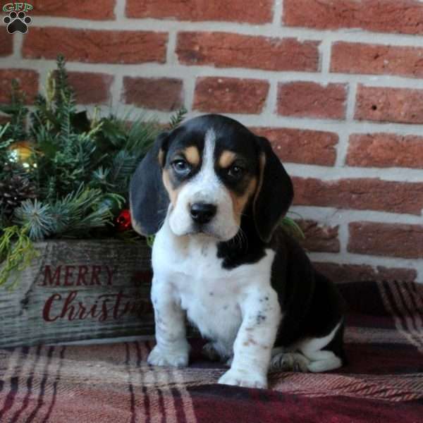 Casey, Beagle Puppy