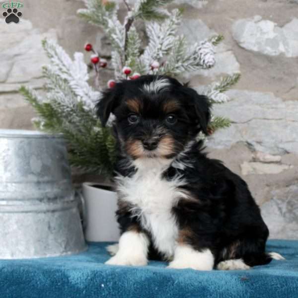 Casper, Havanese Puppy