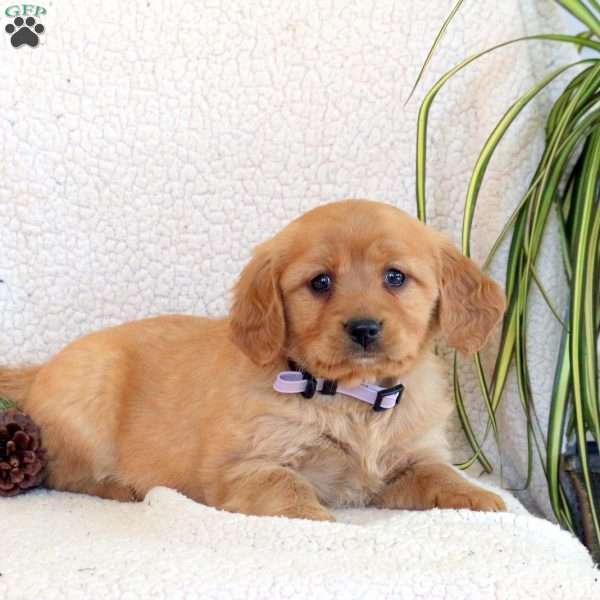 Cassie, Miniature Golden Retriever Puppy