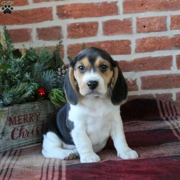 Cassie, Beagle Puppy
