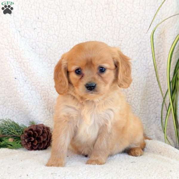 Cayla, Miniature Golden Retriever Puppy