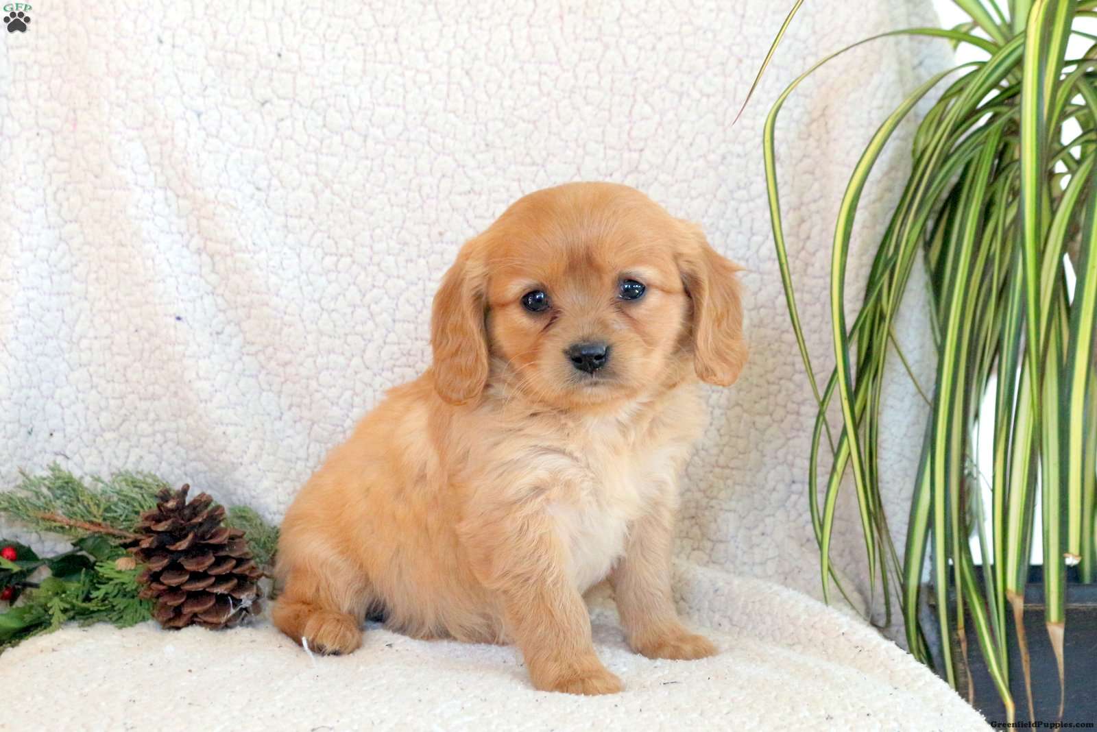 Cayla Miniature Golden Retriever Puppy For Sale in Pennsylvania
