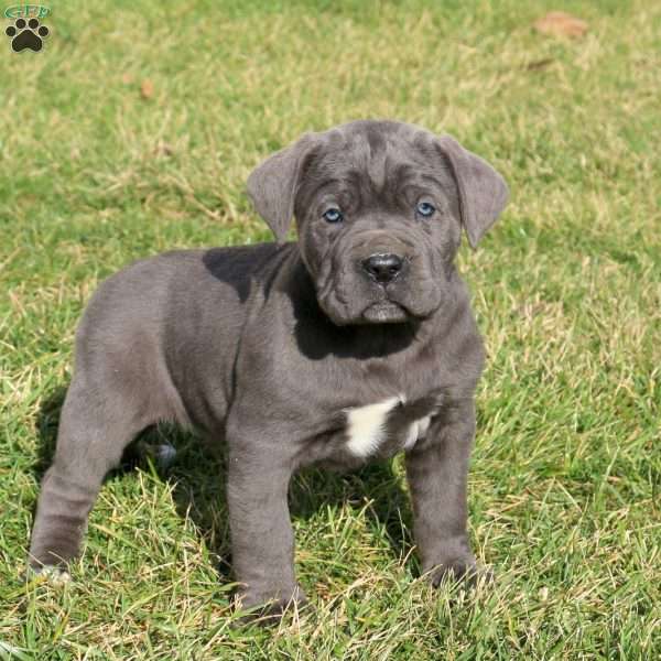 Charger, Cane Corso Puppy