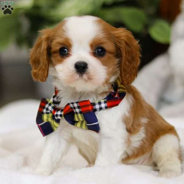Charlie, Cavalier King Charles Spaniel Puppy