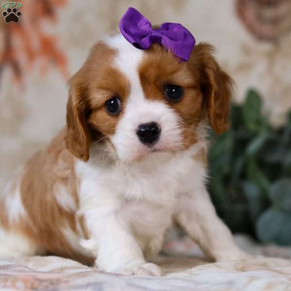 Charlotte, Cavalier King Charles Spaniel Puppy