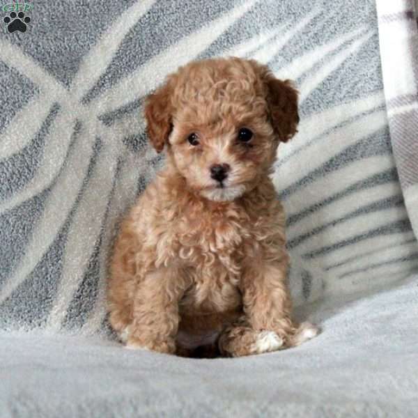 Charlotte, Toy Poodle Puppy
