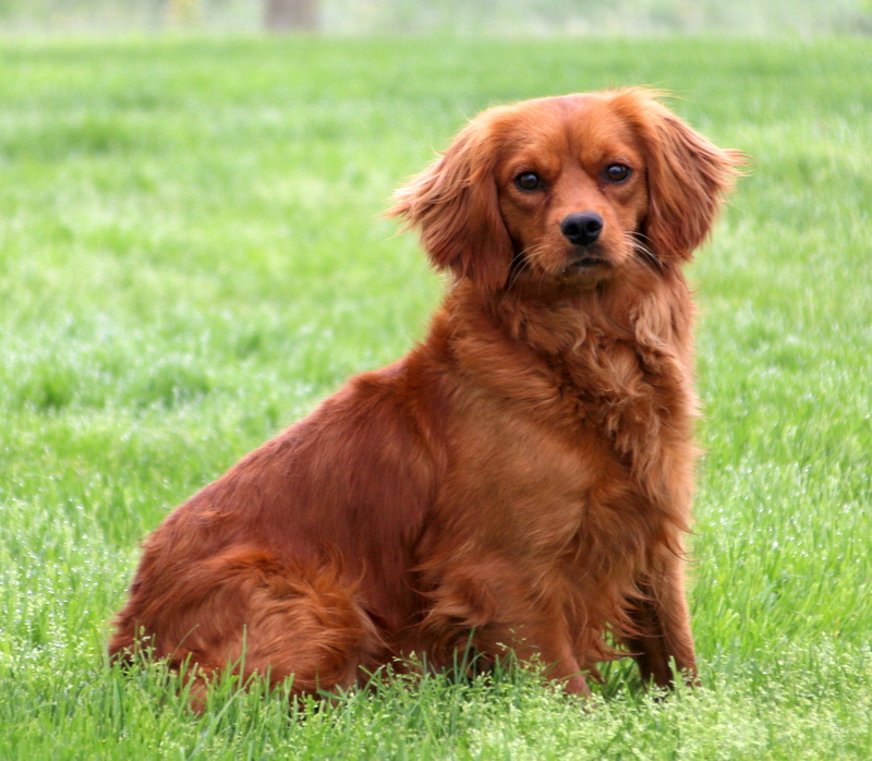 Darla Miniature Golden Retriever Puppy For Sale in Pennsylvania