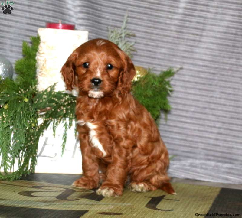 Chico Cavapoo Puppy For Sale in Pennsylvania