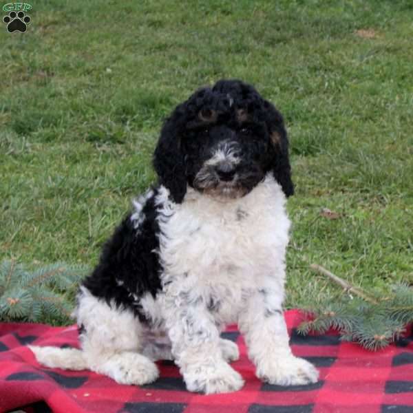 Chip, Standard Poodle Puppy