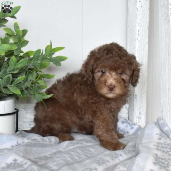 Chip, Toy Poodle Puppy