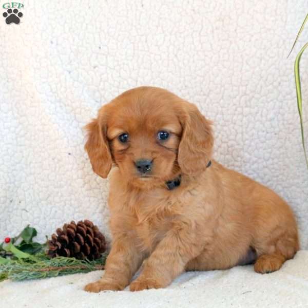 Chloe, Miniature Golden Retriever Puppy
