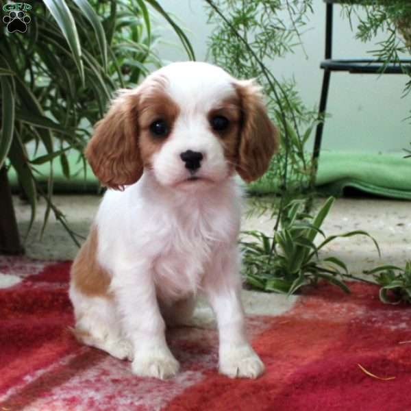 Claudia, Cavalier King Charles Spaniel Puppy