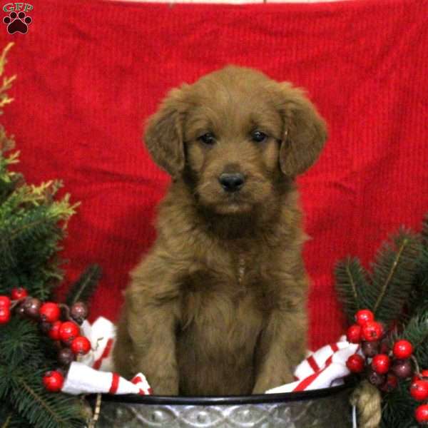 Clay, Mini Goldendoodle Puppy