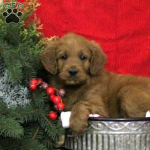 Clay, Mini Goldendoodle Puppy