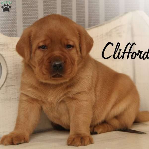 Clifford, Fox Red Labrador Retriever Puppy