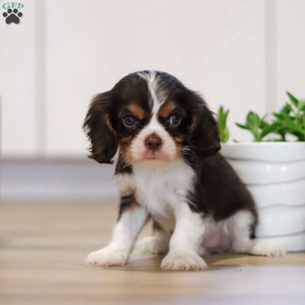 Cocoa, Cavalier King Charles Spaniel Puppy