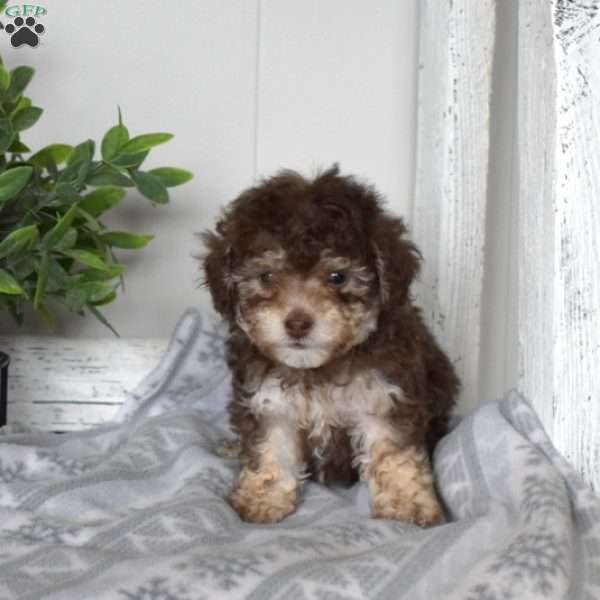 Cocoa, Toy Poodle Puppy