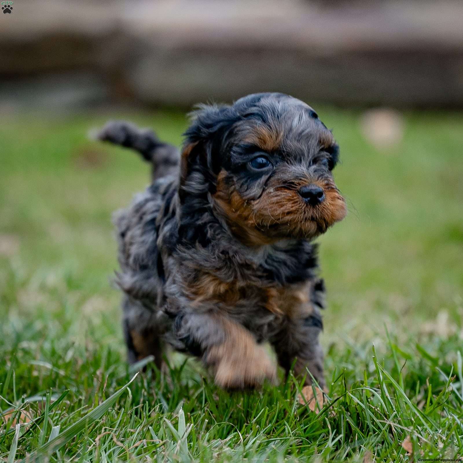 Yorkie cavapoo sales