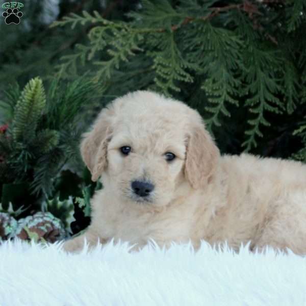 Cole, Goldendoodle Puppy