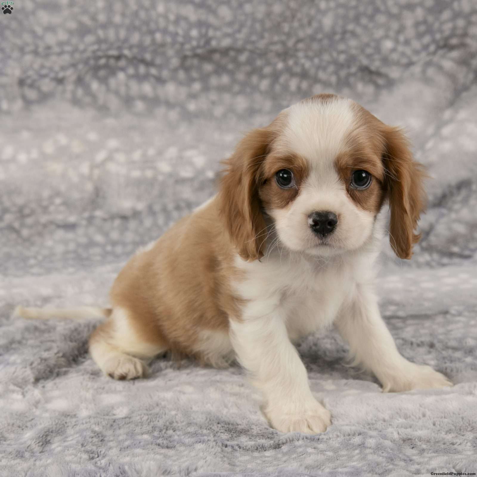 Max - Cavalier King Charles Spaniel Puppy For Sale in Ohio