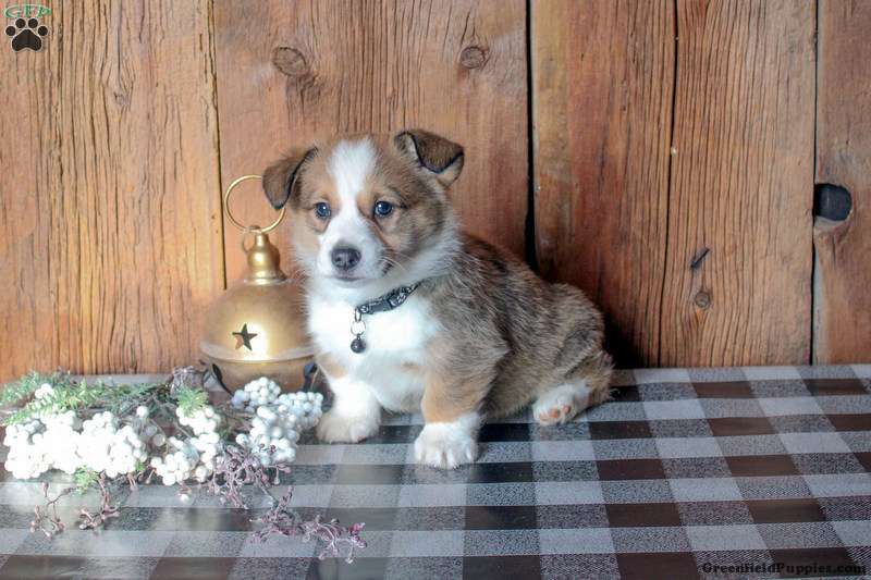 Greenfield best sale puppies corgi