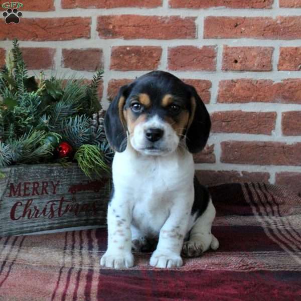 Cookies, Beagle Puppy