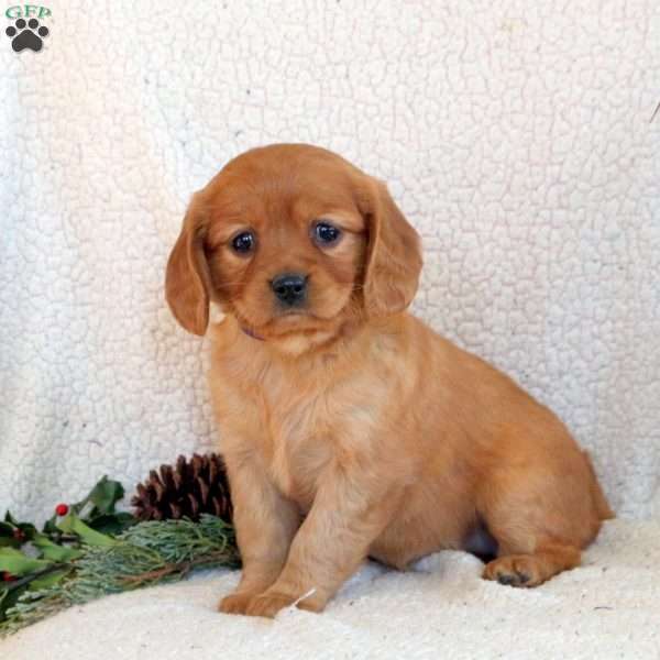 Cora, Miniature Golden Retriever Puppy