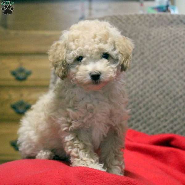 Creamer, Toy Poodle Puppy