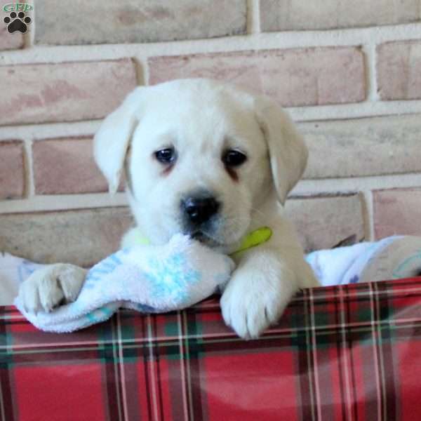 Cutie, Yellow Labrador Retriever Puppy