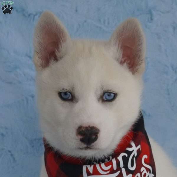 Nova - Siberian Husky Puppy For Sale In Ohio