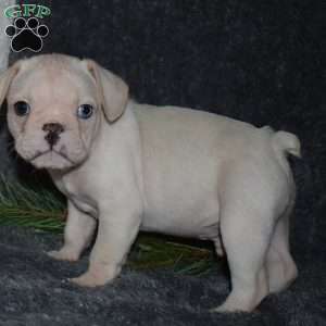 Frenchie pug best sale for sale