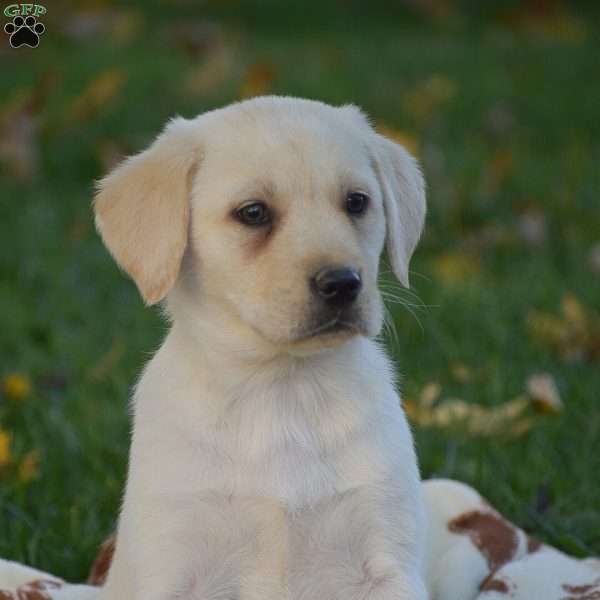 Jessica, Labrador Mix Puppy