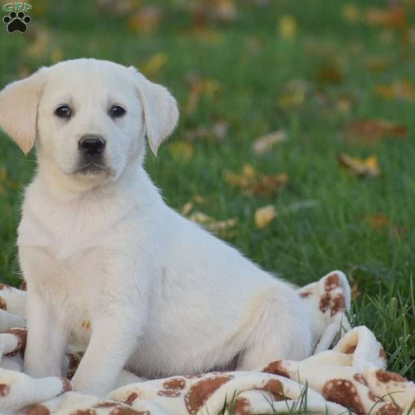 Jane, Labrador Mix Puppy