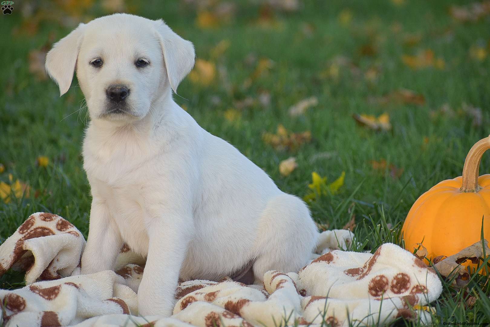 Johnny Labrador Mix Puppy For Sale in Pennsylvania