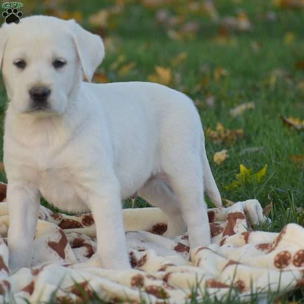 Johnny, Labrador Mix Puppy