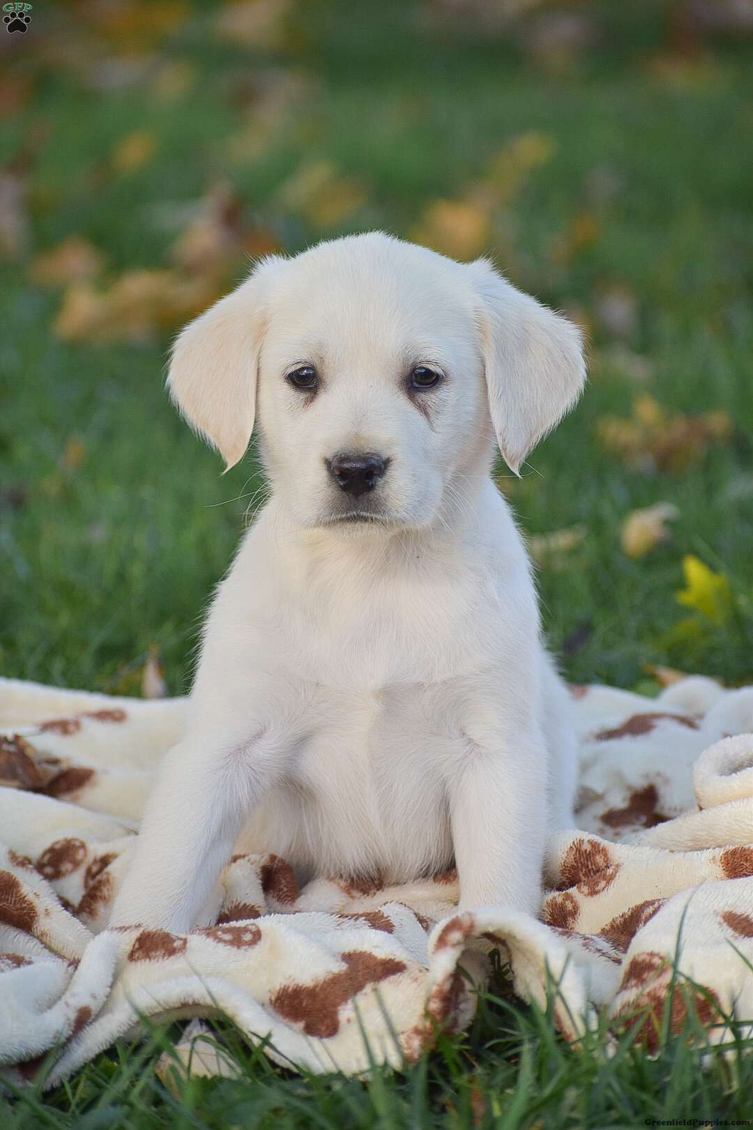 James Labrador Mix Puppy For Sale in Pennsylvania