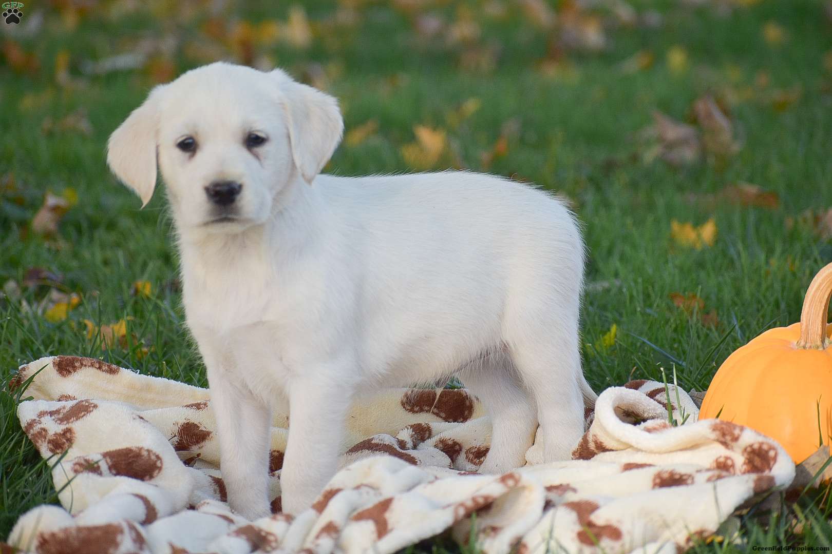 James Labrador Mix Puppy For Sale in Pennsylvania