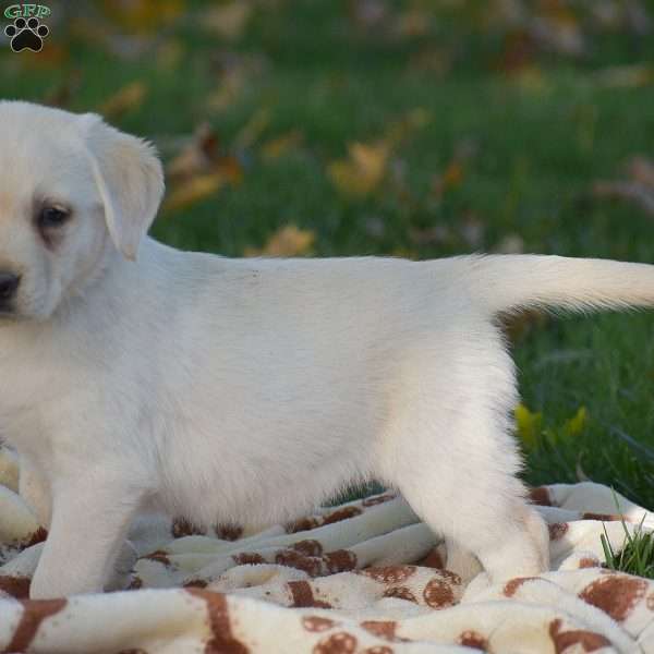 Joy, Labrador Mix Puppy